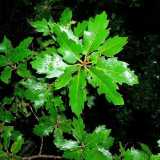 Particolare della chioma di Quercia elegante di Carpignano Salentino, che mostra la particolarit� delle foglie di un verde brillante e lucido, che nella forma ricordano un  po' l'agrifoglio